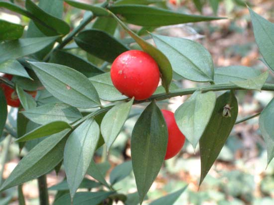  Image name: pungitopo4.jpg 
 width: 550 pixel 
 height: 413 pixel 
 Size: 40313 bytes 
 Click to enlarge 